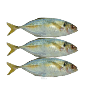 ikan selar