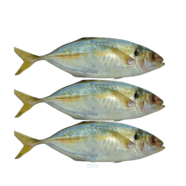 ikan selar