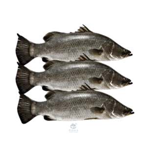 ikan siakap