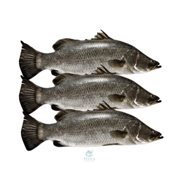 ikan siakap