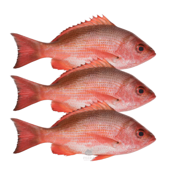 ikan merah