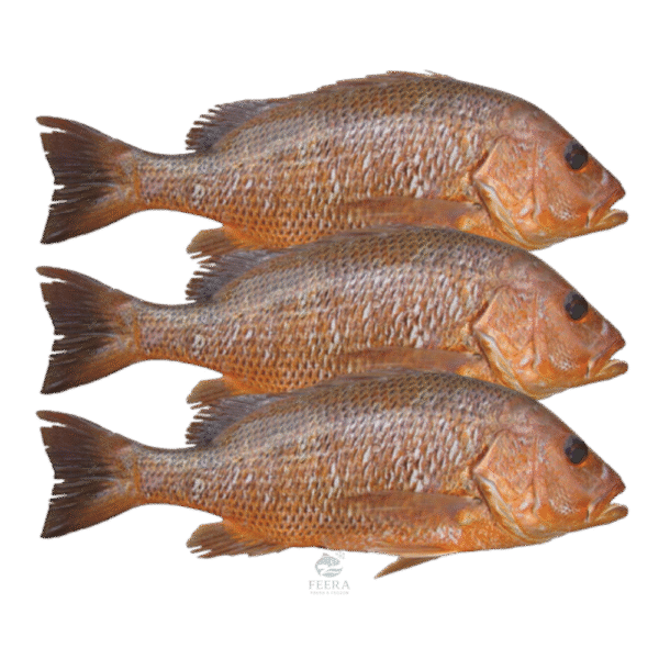 ikan jenahak