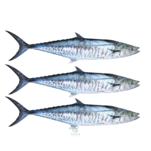 ikan tenggiri