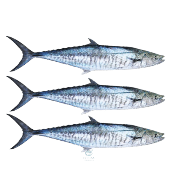 ikan tenggiri