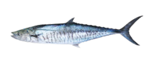 icon tenggiri