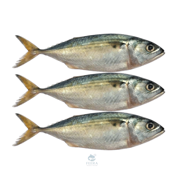 ikan kembung