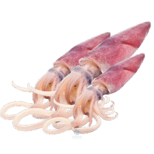 sotong