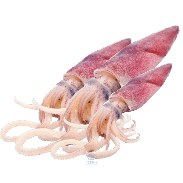 sotong