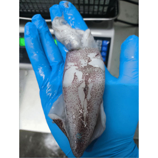 sotong